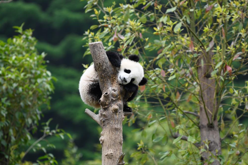 中国大熊猫保护研究中心已做好准备迎接“福宝”回家- 新华网客户端