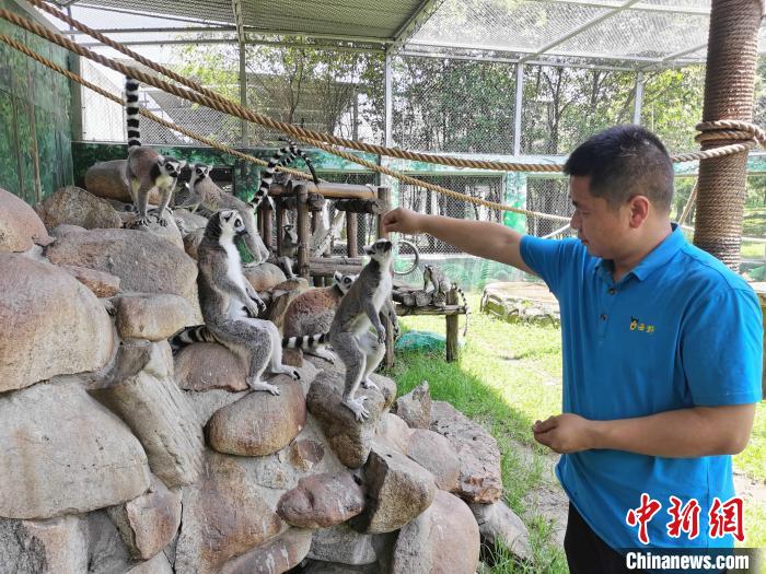 白虎、小熊猫也能当“宠物”？西安一动物园“云认养”走热