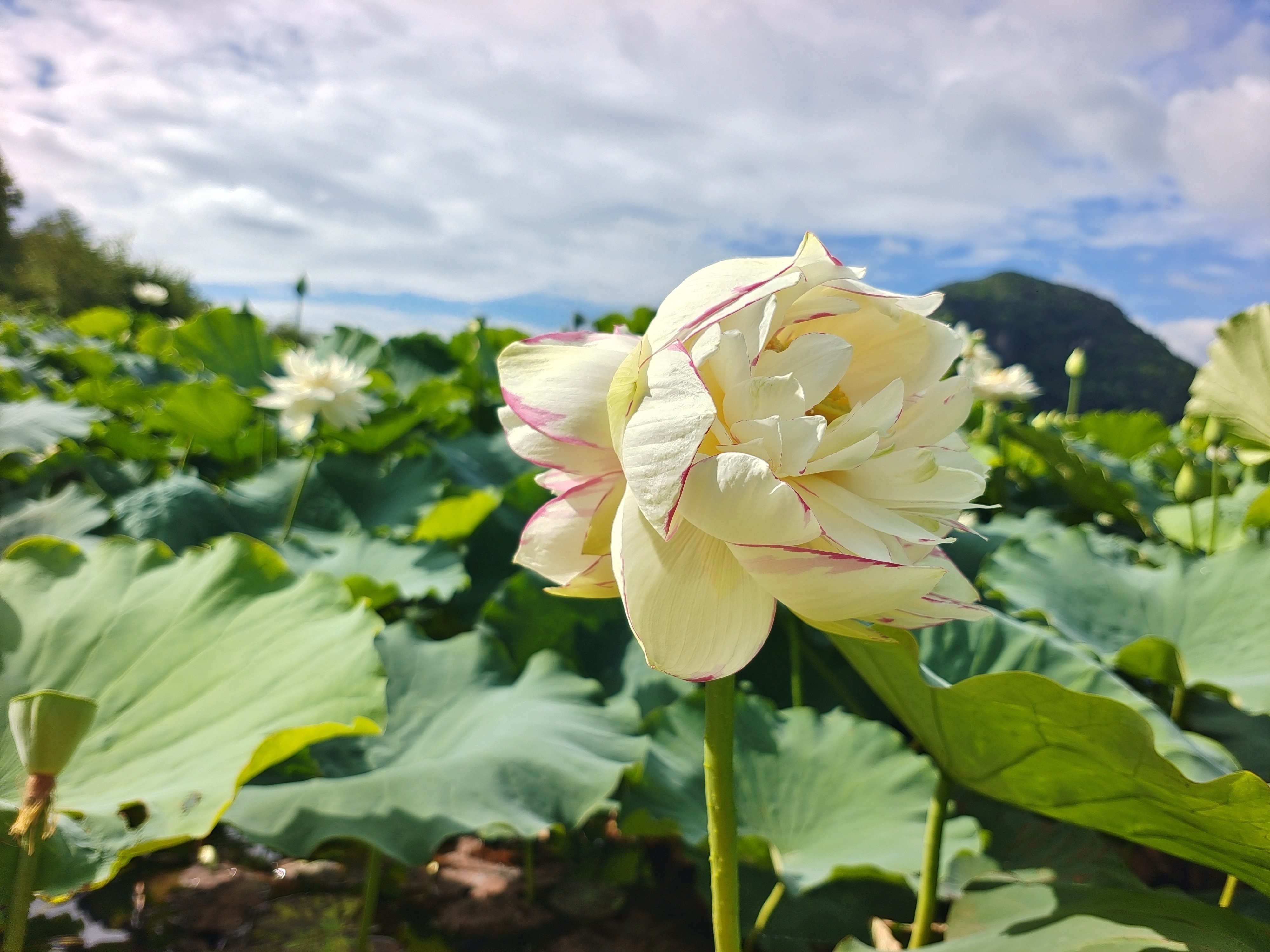 云南现罕见洒锦双色并蒂莲