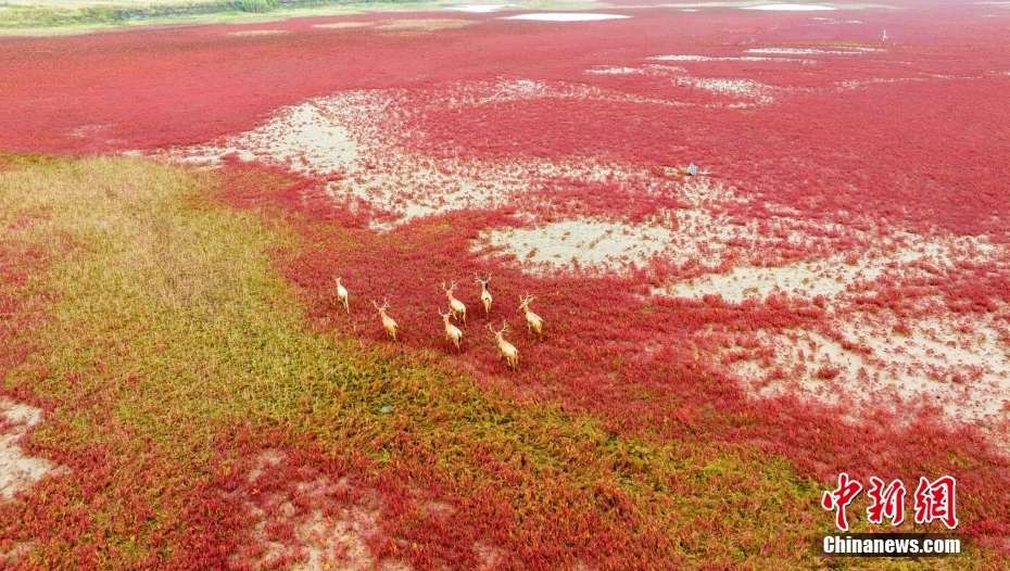 江苏东台:条子泥湿地披红毯 野生麋鹿奔跑嬉戏 - 新华网客户端