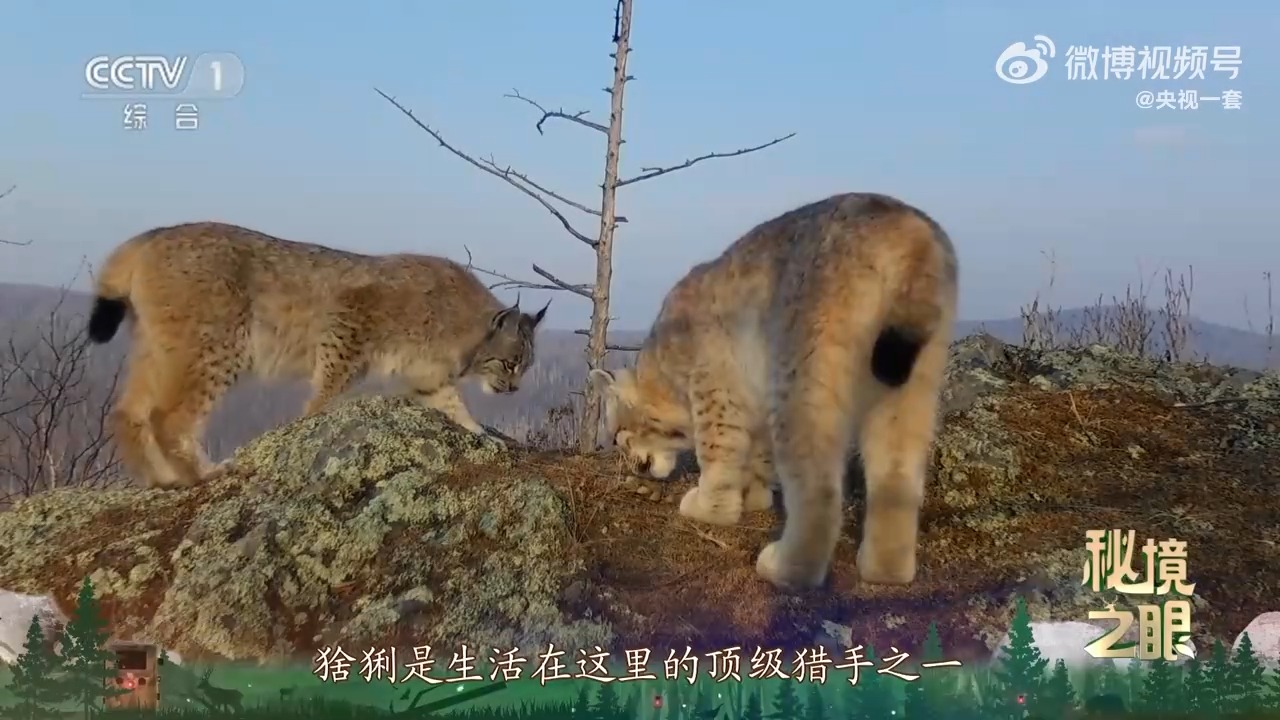 猞猁求偶时的反差感有多大?带你共赴一场不被打扰的相逢 - 新华网客户端