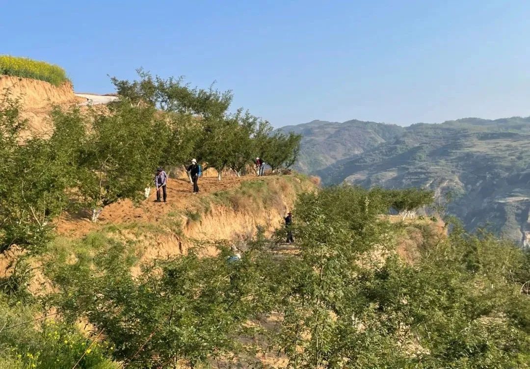 礼县雷王乡小花椒奏响乡村振兴椒响曲陇南礼县发布