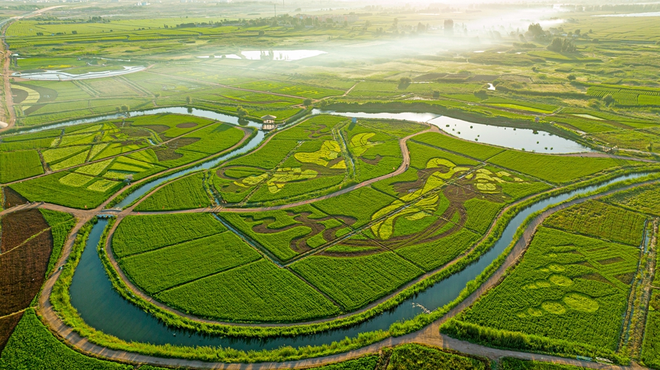 张掖创意种出艺术稻田扮靓美丽乡村