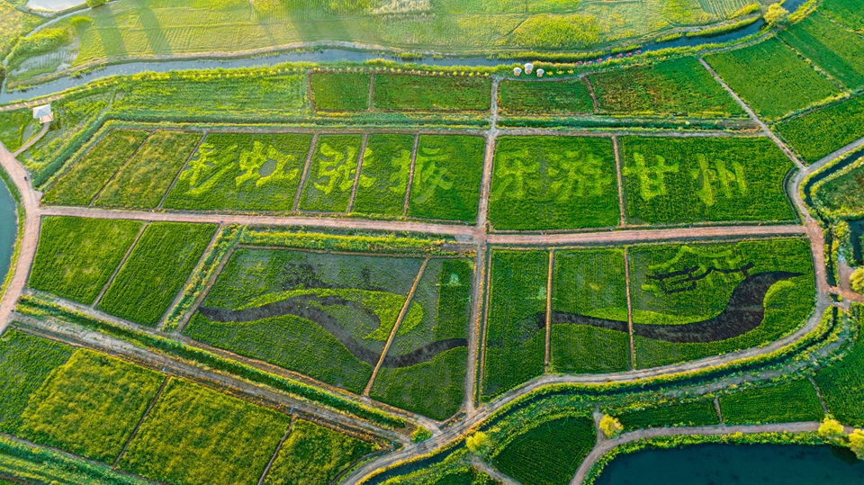 张掖创意种出艺术稻田扮靓美丽乡村