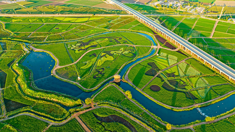 张掖创意种出艺术稻田扮靓美丽乡村