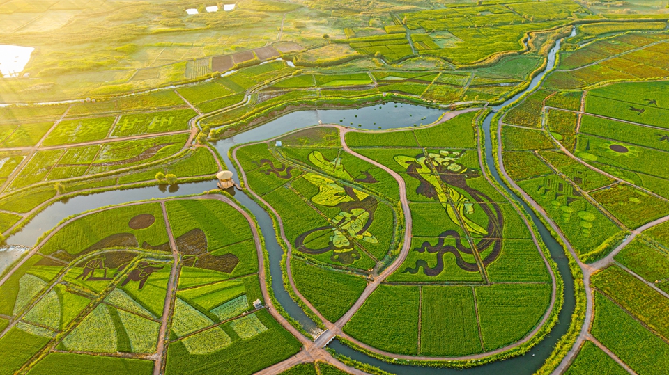 张掖创意种出艺术稻田扮靓美丽乡村