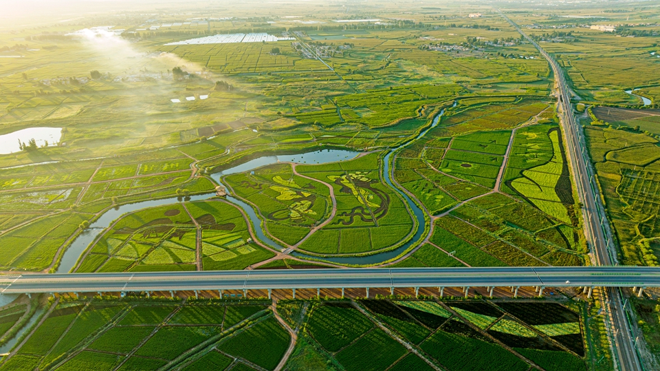 张掖创意种出艺术稻田扮靓美丽乡村