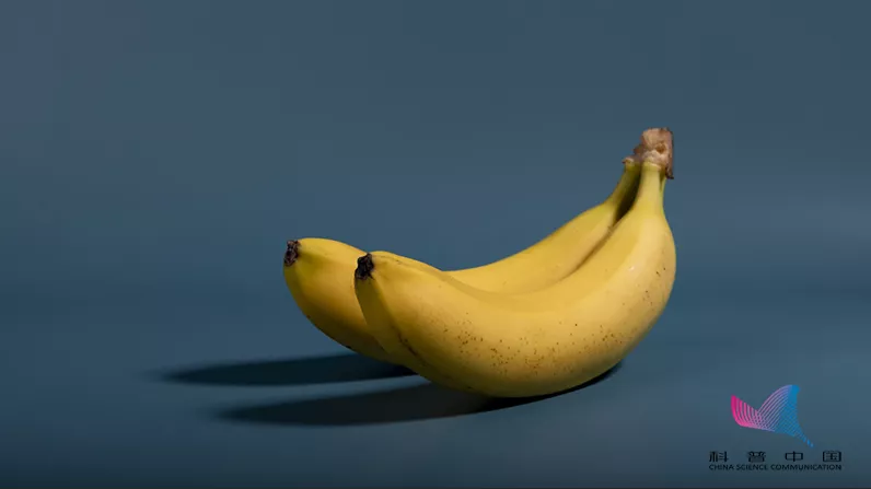 香蕉里有蠕虫食用后12小时会脑死亡多数人都不知情