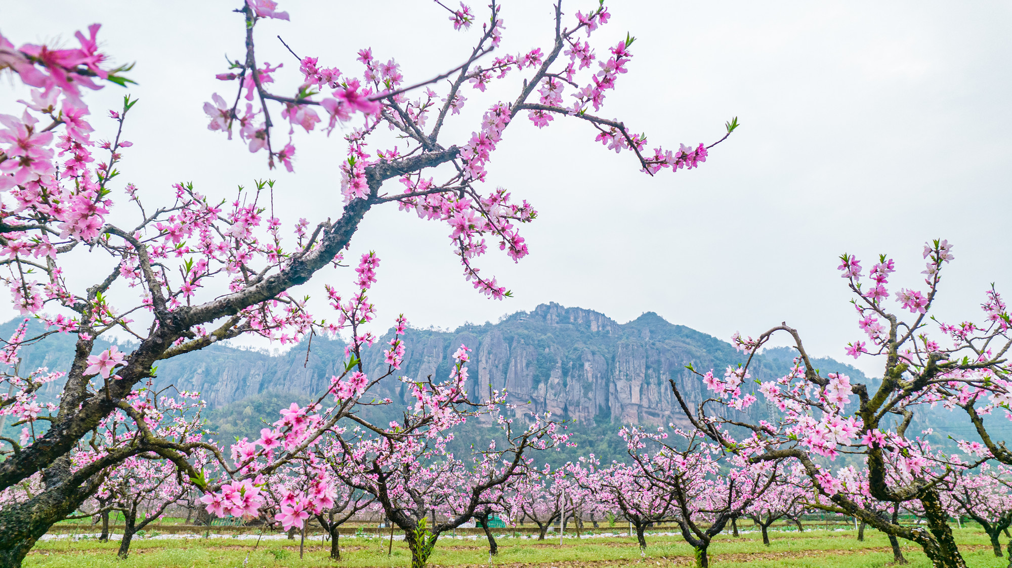 天台后岸十里桃花图片