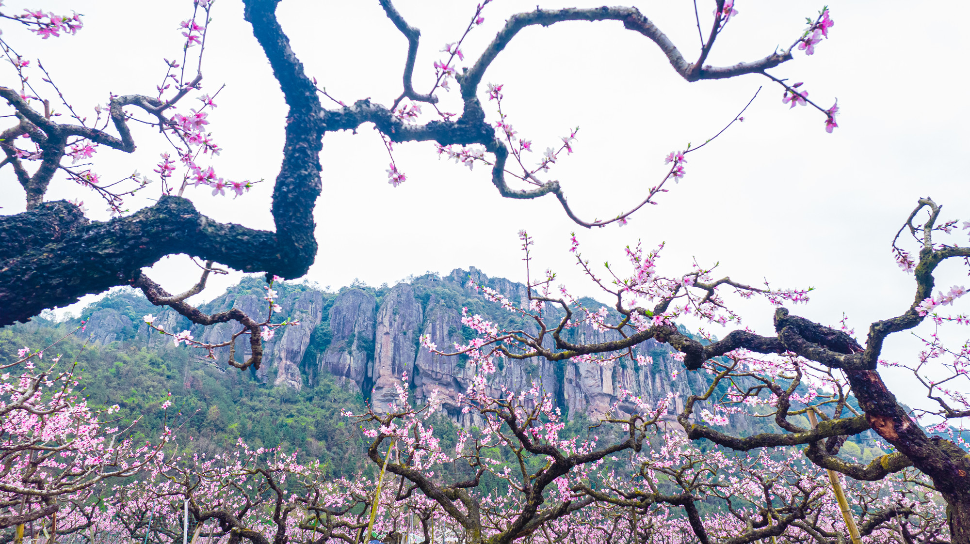 天台后岸十里桃花图片